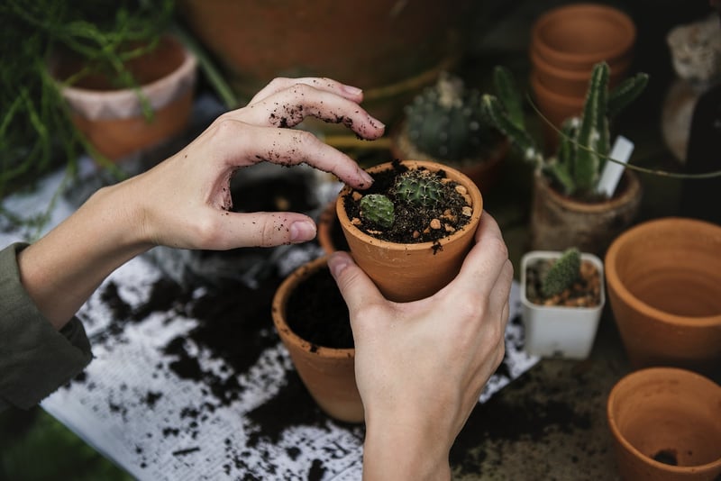 Pest Control in Garden