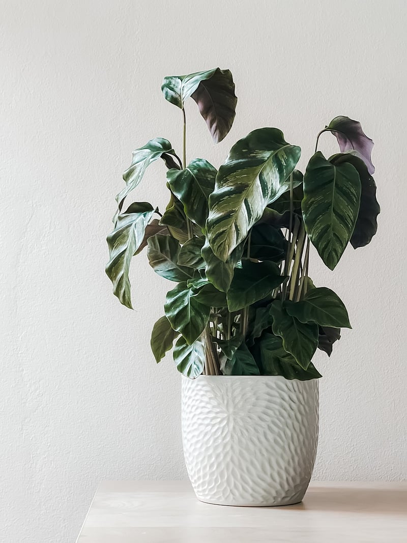 Creative Planter