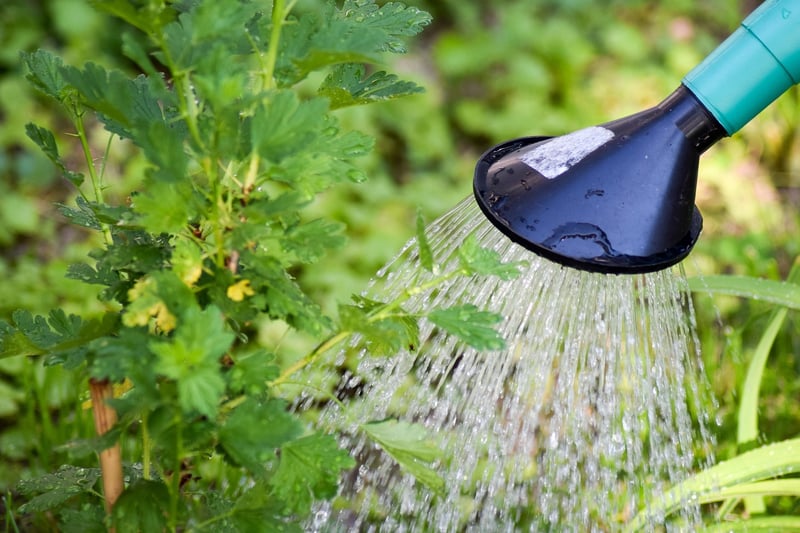 Watering Vertical Garden